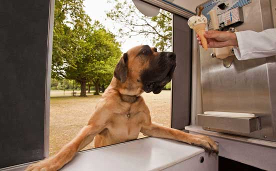 Dog, funny animal pic