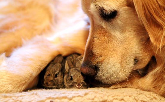 Dog and rabbits