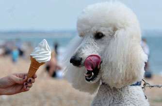 Dog with ice cream