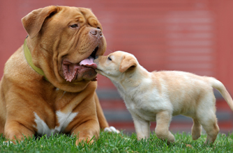 Kissing dogs, funny animal pic, dog, dogs