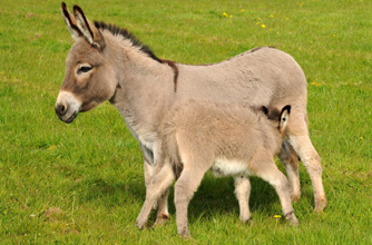 Miniature donkey, donkey, funny animal pic,