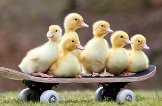 Funny animal pictures