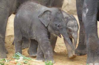 Baby elephant, funny animal pics