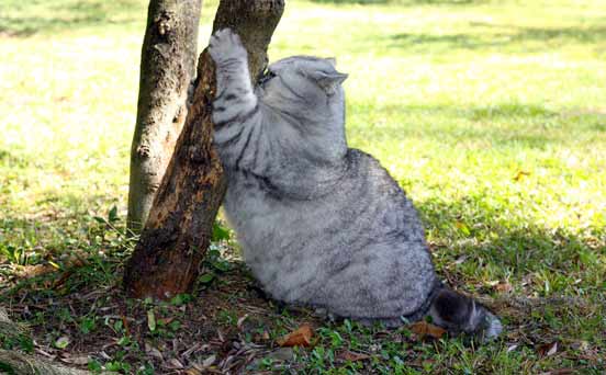 Fat Cat