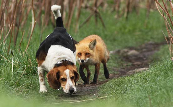 Dog hunting?