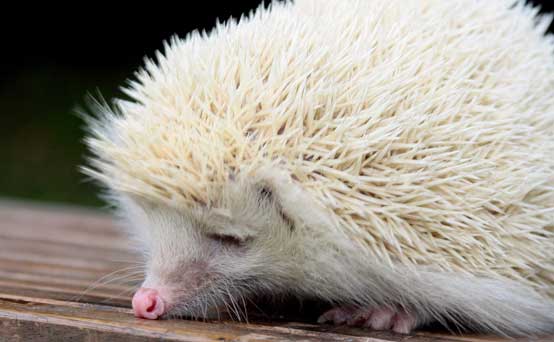 Funny animal pictures: The albino hedgehog