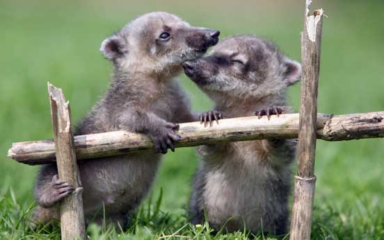 Funny animal pictures