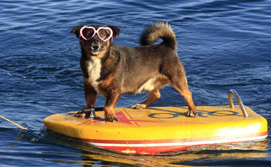 Surfing dog