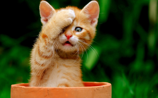 Peek-a-paw