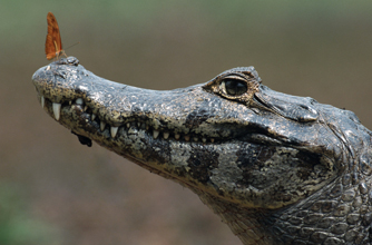 Aligator, funny animal pic,