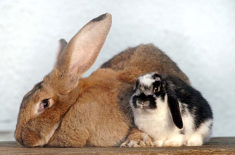 Funny animal pictures