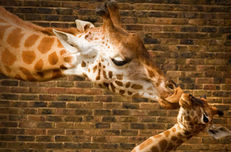 Giraffe, funny animal pictures