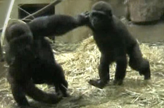 gorilla, funny animal pic,