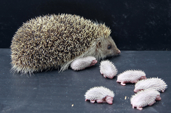 Hedgehog, funny animal pic
