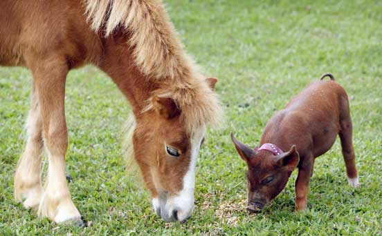 Horse and piglet, funny animal pic