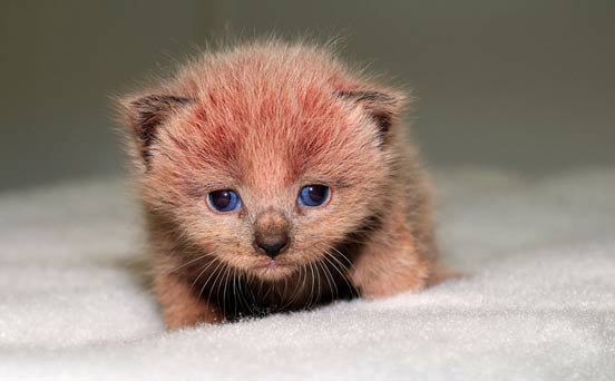Pink kitten