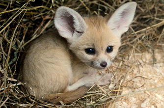 Little fox, funny animal pics