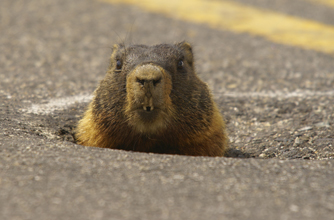Peeping marmot, funny animal pic