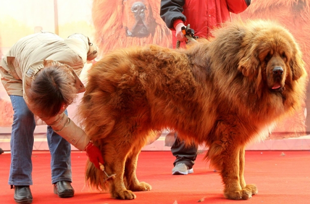 £1million Tibetan mastiff!