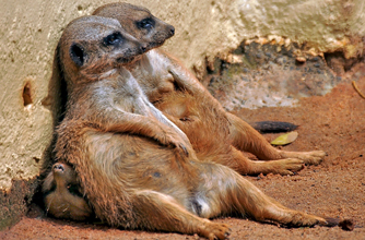 Meerkats chilling, funny animal pic,