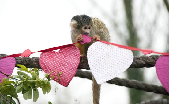 Valentine's monkey