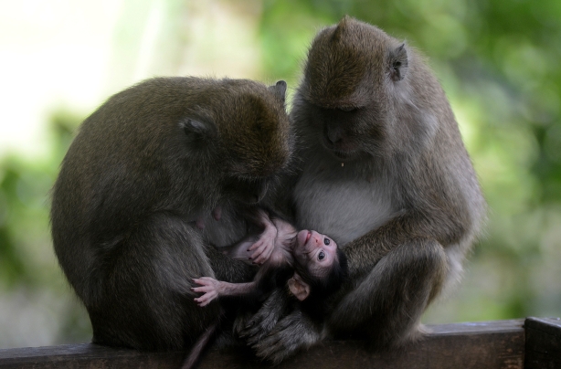 Long-tailed monkeys