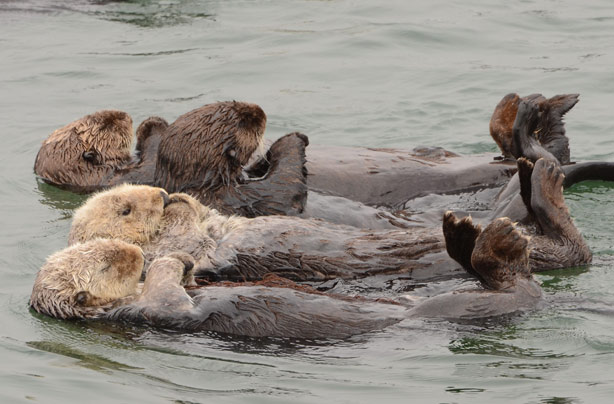 Resting otters