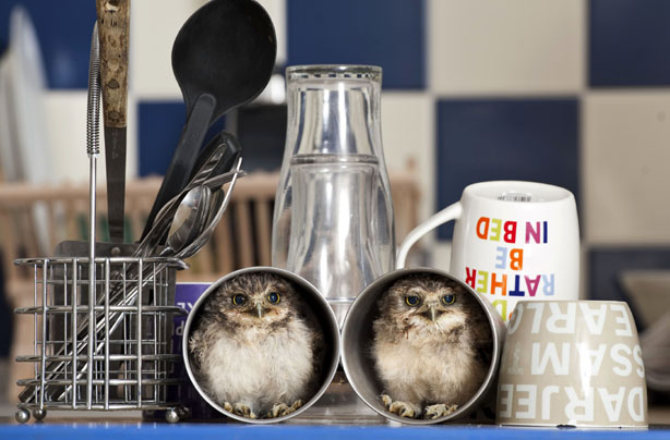 Adorable owls