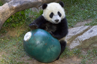 Panda, funny animal picture