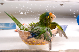 Parrot taking a dip, funny animal pic