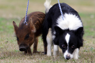 Pig Dog, funny animal pic,