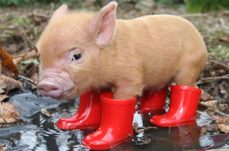Piggy in wellies, funny animal pics