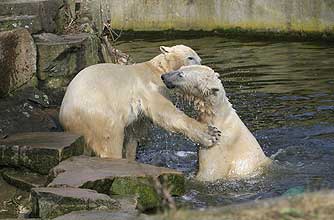 polar bear, cute animal, funny animal,