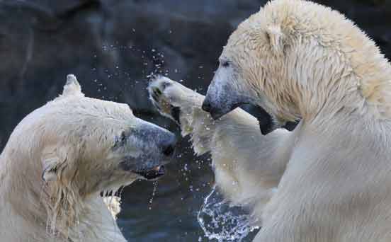 Polar bears fighting
