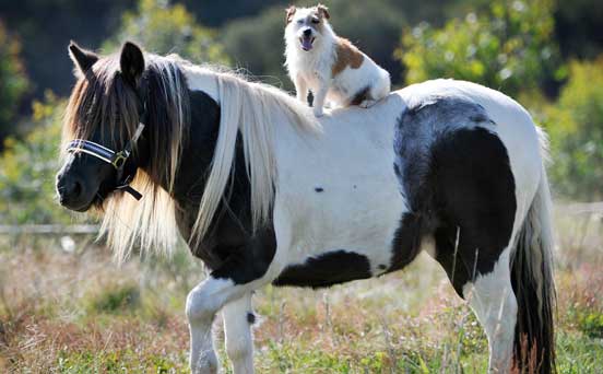 Pony and dog friends?