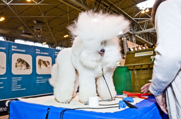 Crufts 2012