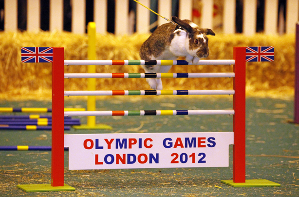 Rabbit show jumping