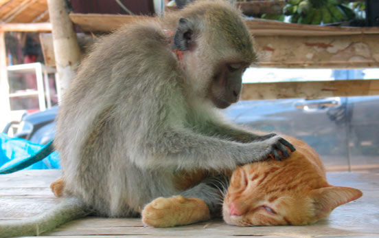 Funny animal pictures