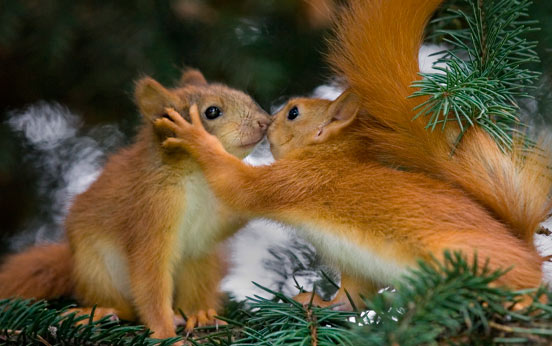 Funny animal pictures
