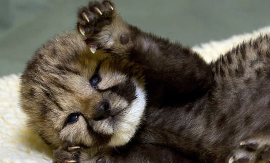 Funny animal pics