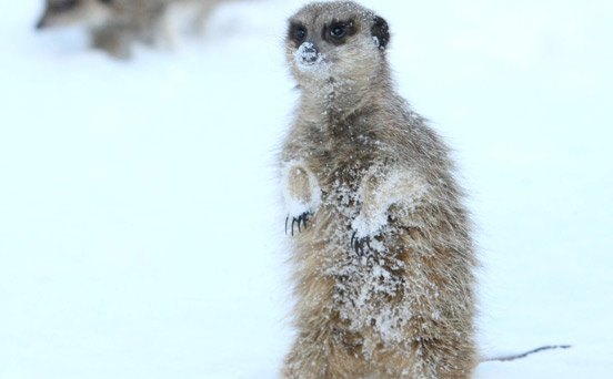 Funny animal pictures