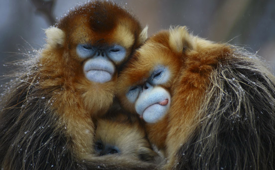 Funny animal pictures