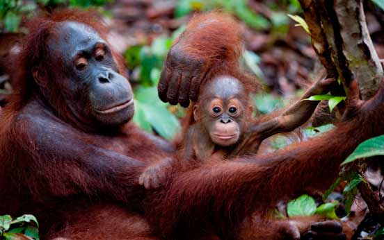 Funny animal pictures