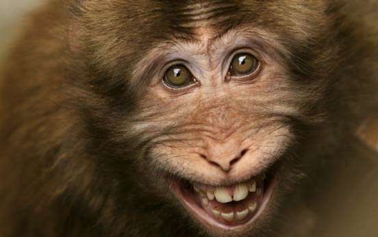 Funny animal pictures, a smiling macaque monkey