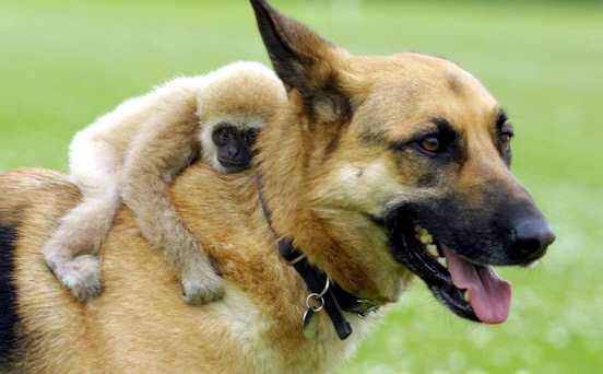 Unlikely friends | animal pic, funny animal picture