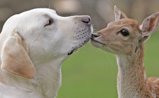 Love is in the air | animal pic, funny animal picture