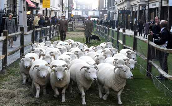 Sheep in London