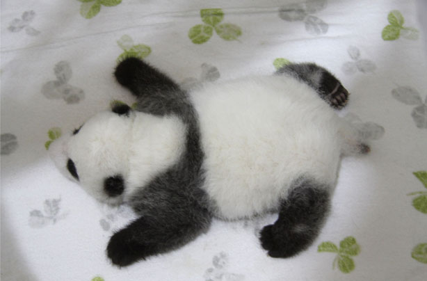 Seriously sleepy panda