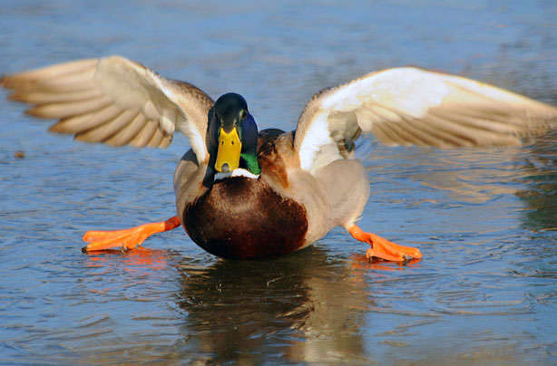 Duck sliding on the ice