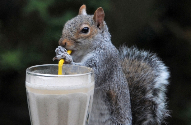 Squirrel goes nuts over smoothie